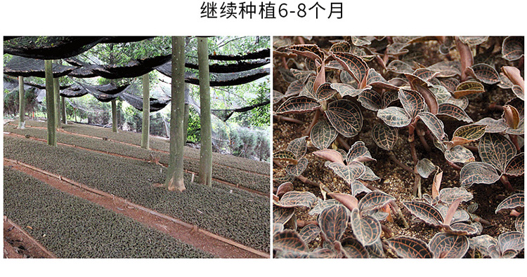 153793002479484335.jpg 1.1_01.jpg